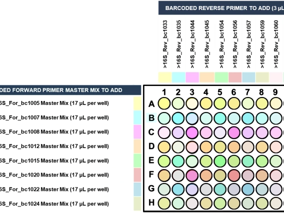 Forward and reverse 16S primers in 96-well PCR plate