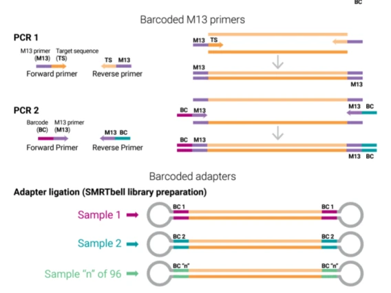PacBio Amplicon and Targeted Sequencing