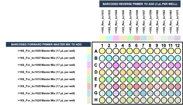 Forward and reverse 16S primers in 96-well PCR plate