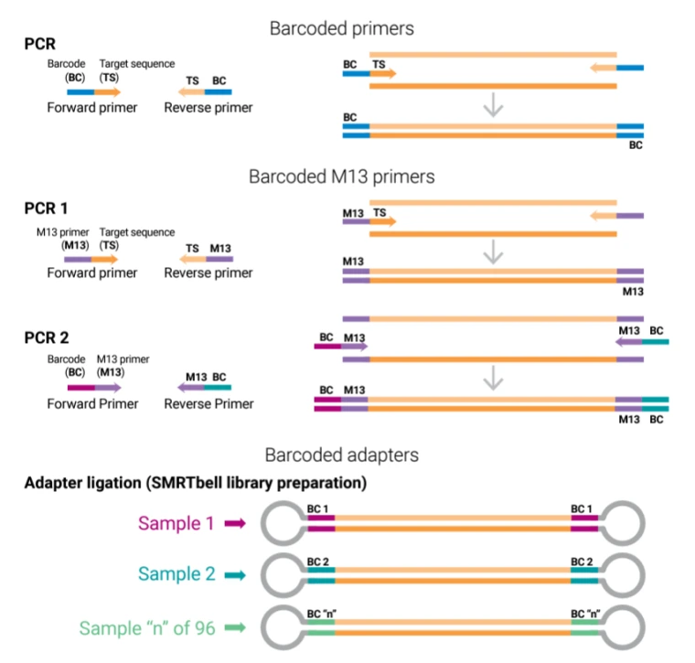 PacBio Amplicon and Targeted Sequencing