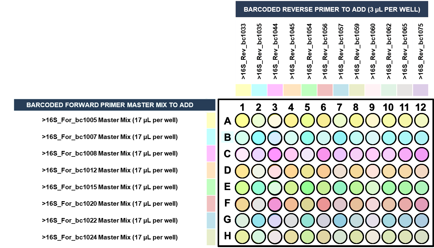 Forward and reverse 16S primers in 96-well PCR plate