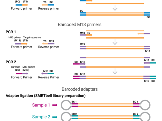 PacBio Amplicon and Targeted Sequencing