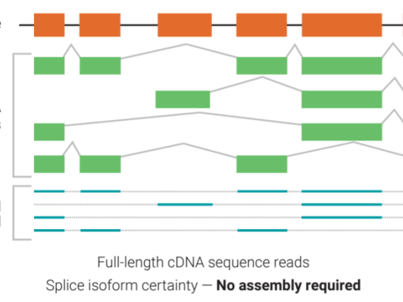Full-length cDNA sequence reads.  Splice isoform certainly — No assembly required.
