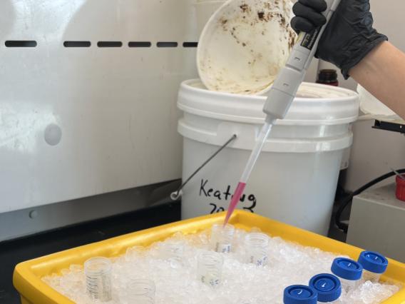 Picture of an AGI Scientist adding TRIzol to samples as part of our RNA Extraction process
