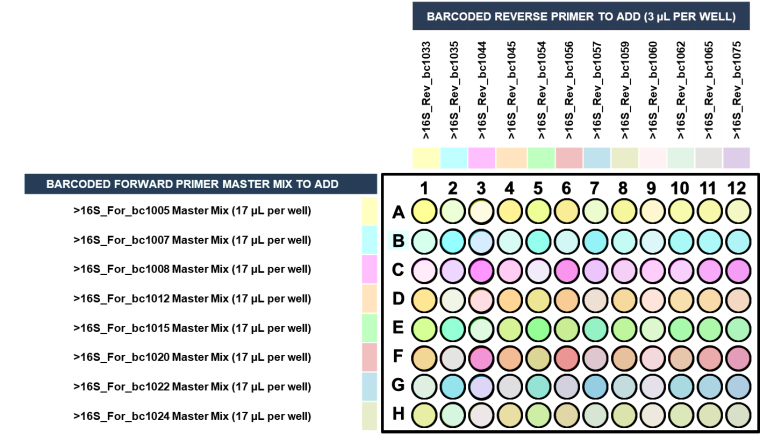 Forward and reverse 16S primers in 96-well PCR plate Forward and reverse 16S primers in 96-well PCR plate